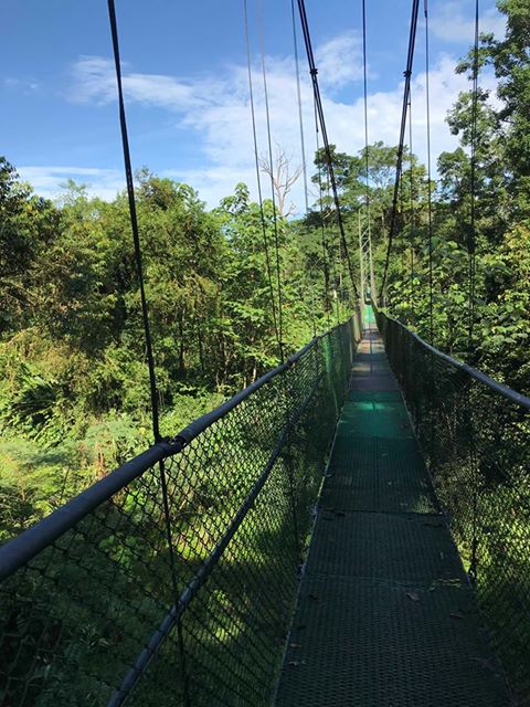 Costa Rica - Pont suspendu au-dessus de la canopée