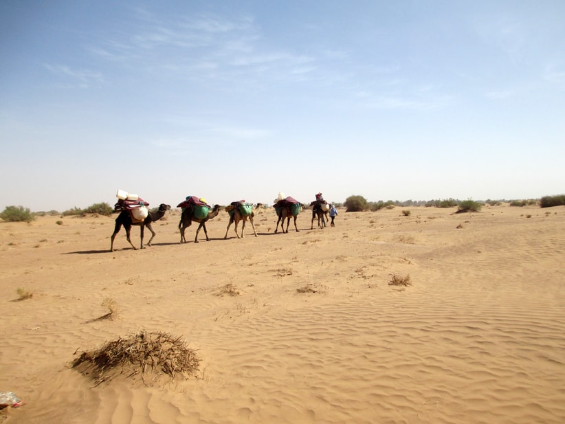 Maroc - Caravane de chameaux