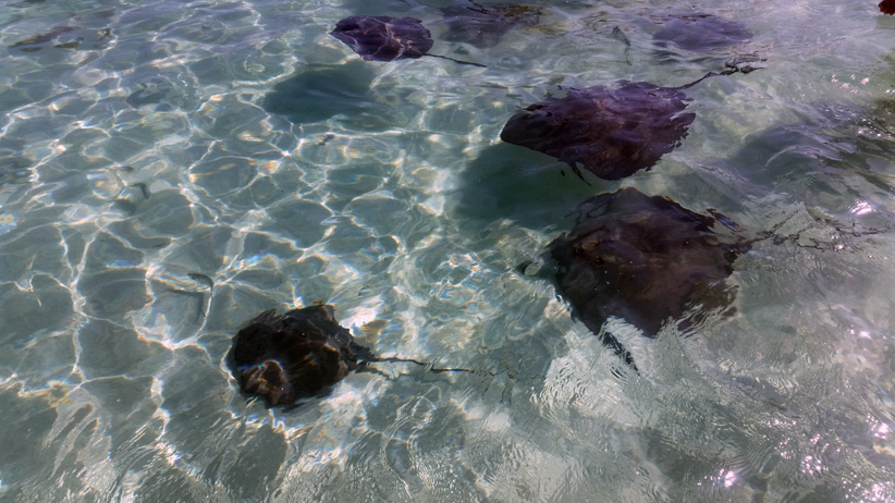 Bahamas - Raies Manta sous l'eau